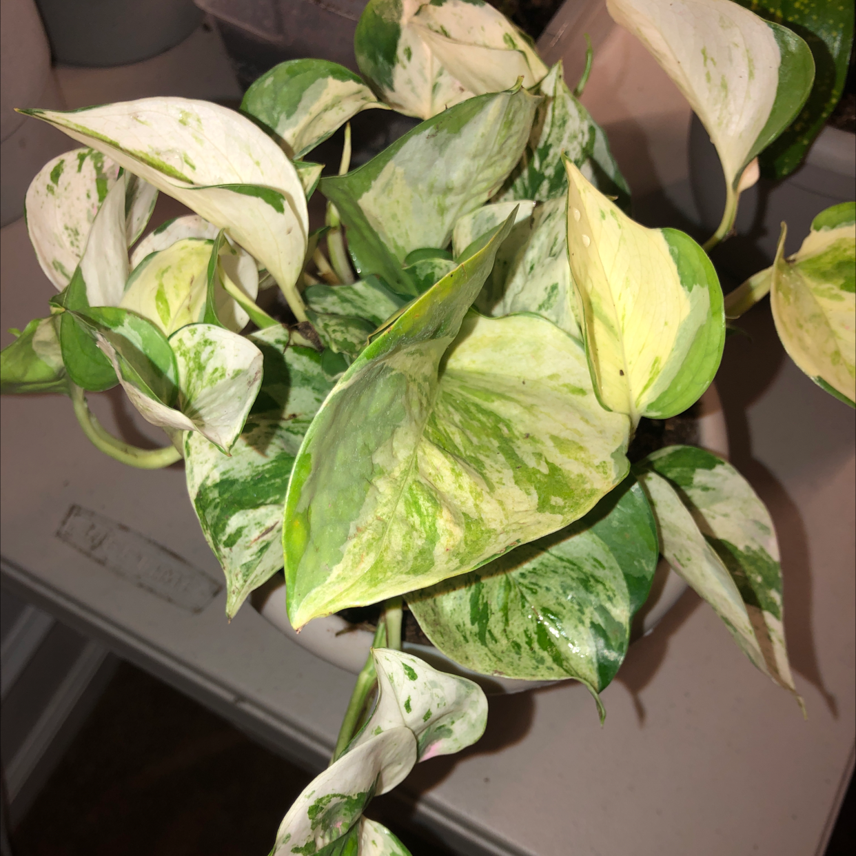 Taro Vine plant photo by @caristhorsen named shmella on Greg, the plant care app.