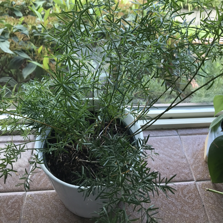 Healthy potted Plume Asparagus plant with lush green foliage, sitting outdoors on concrete.