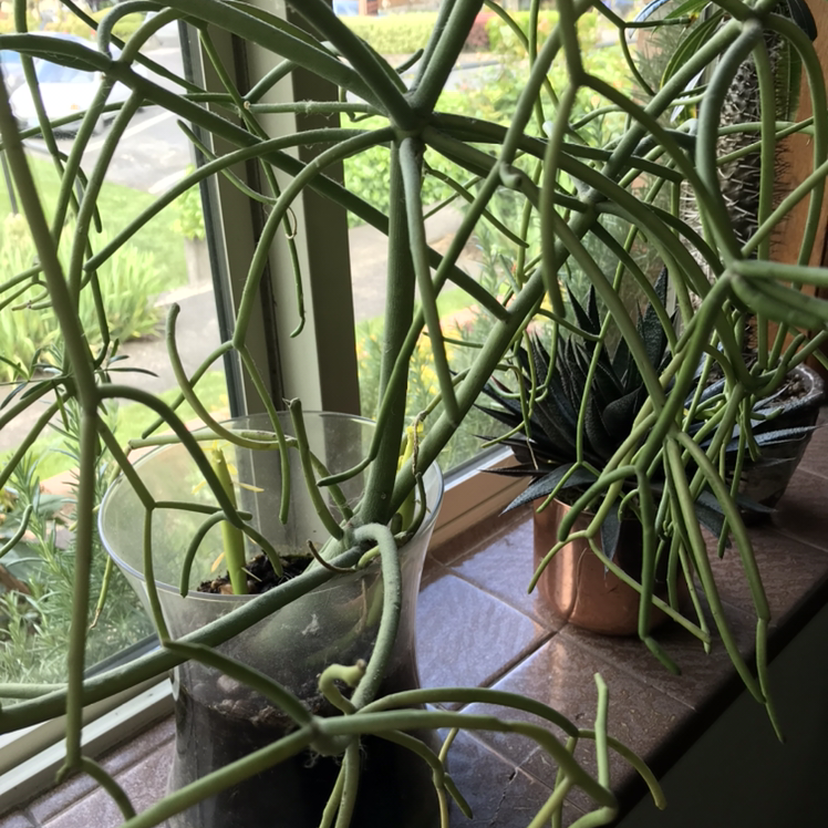 Pencil Cactus (Euphorbia tirucalli) on a windowsill in a glass container with visible soil.