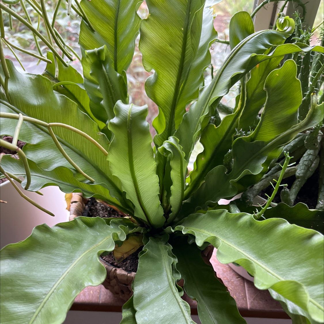 🐦 YearRound Light Requirements For Your Bird's Nest Fern