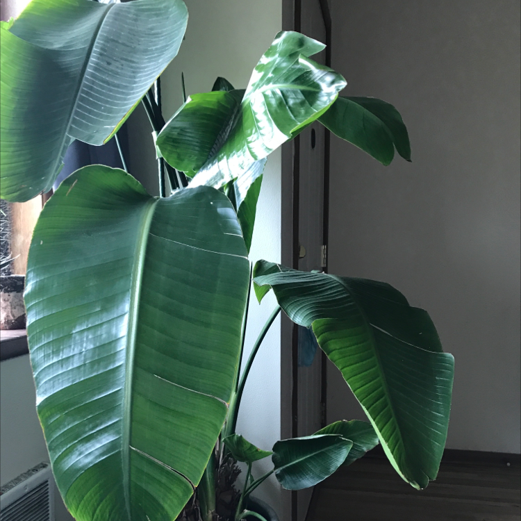 Healthy, lush White Bird of Paradise plant with large green leaves, thriving and well-established.