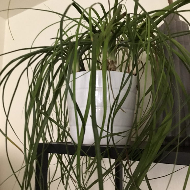 Healthy mature Ponytail Palm plant with thick bulbous trunk and long curved green leaves in black plastic pot against white background.