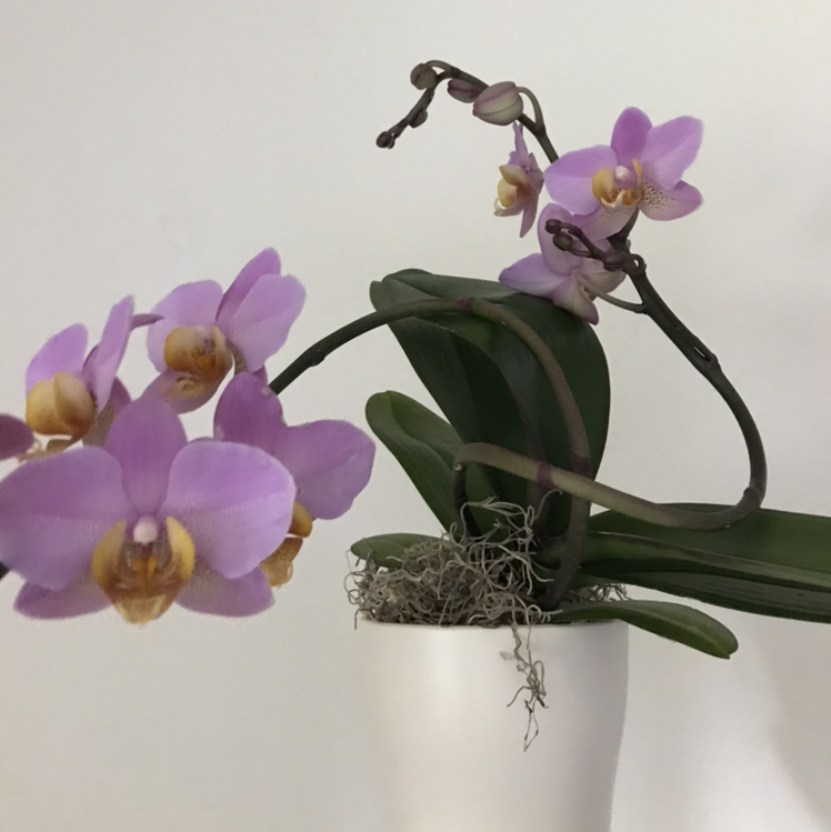 Calypso Orchid with vibrant purple flowers and healthy green leaves in a white pot.