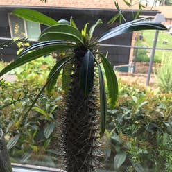 Madagascar Palm plant