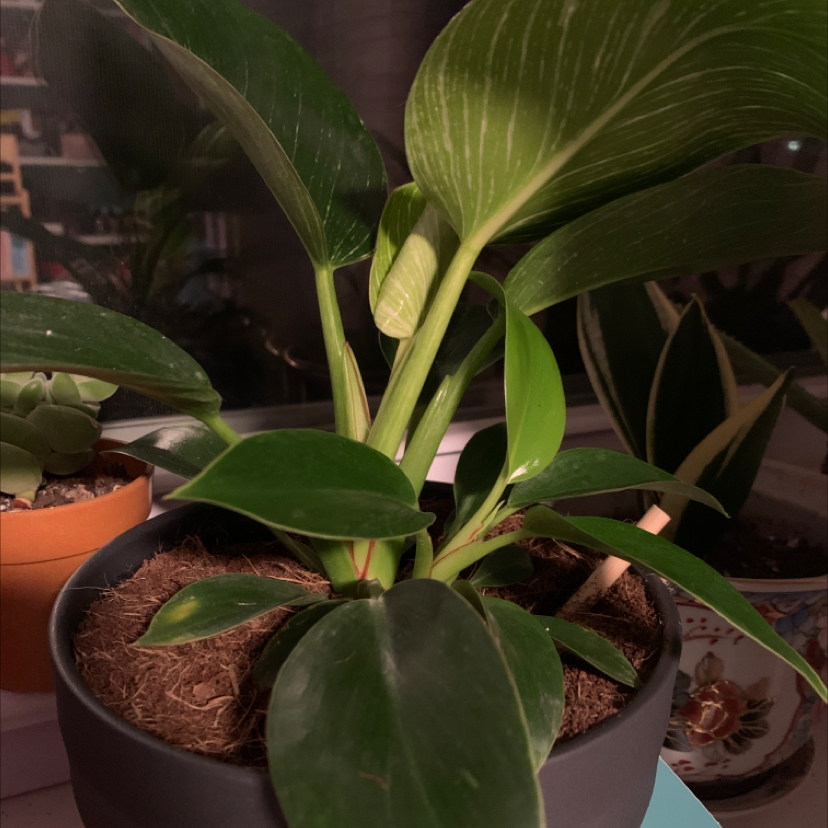 Philodendron Birkin plant in a pot with visible soil and healthy green leaves.