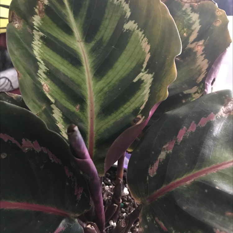 Rose Calathea plant photo by @foldyndramatic named Callie on Greg, the plant care app.