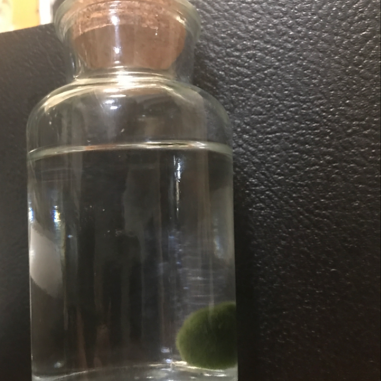 Marimo plant photo by @foldyndramatic named Gumpy on Greg, the plant care app.