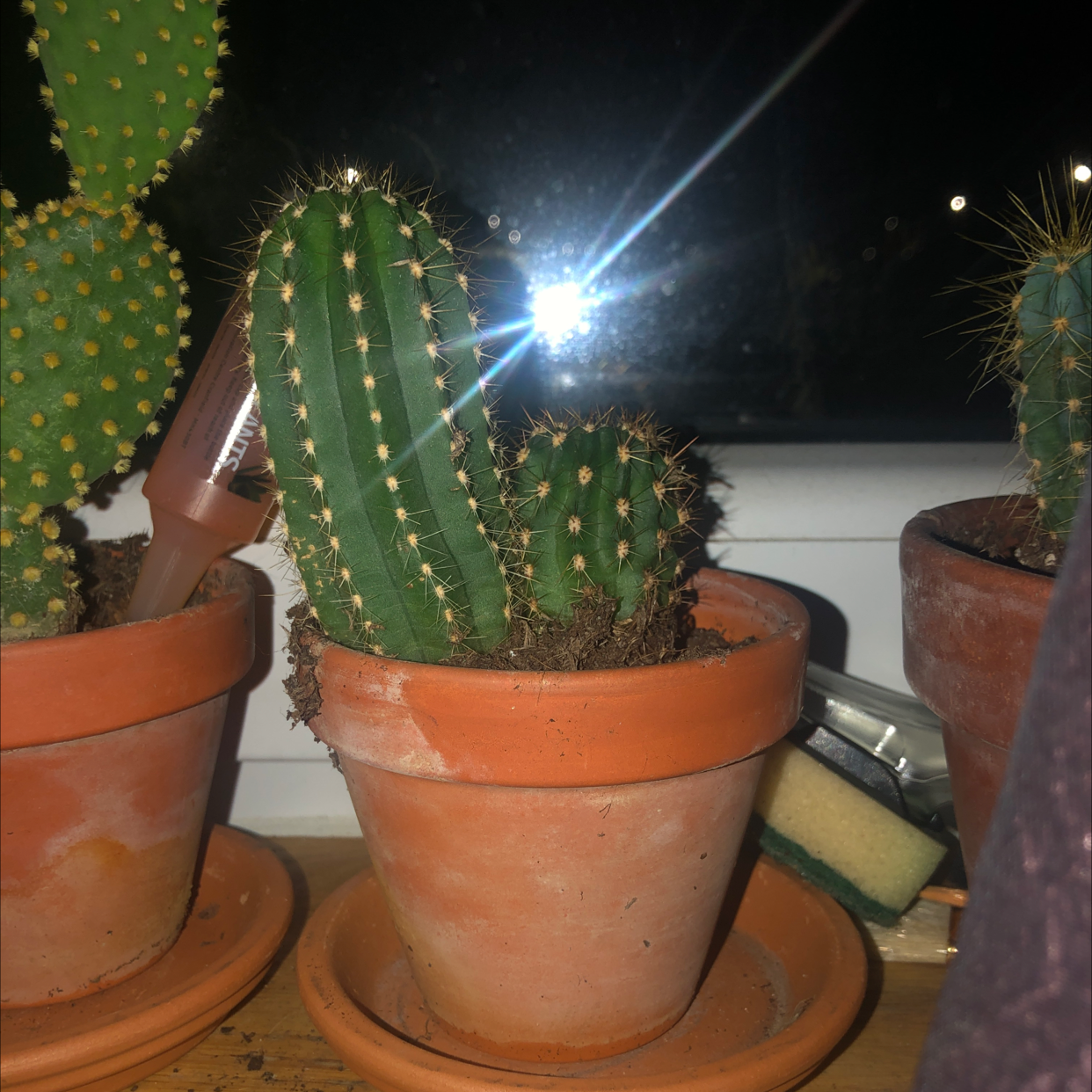 Columnar Cactus in a terracotta pot with visible soil, well-framed and mostly centered.