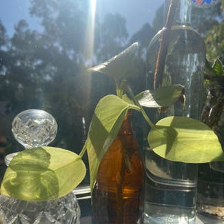Golden Pothos plant in North Gosford, New South Wales