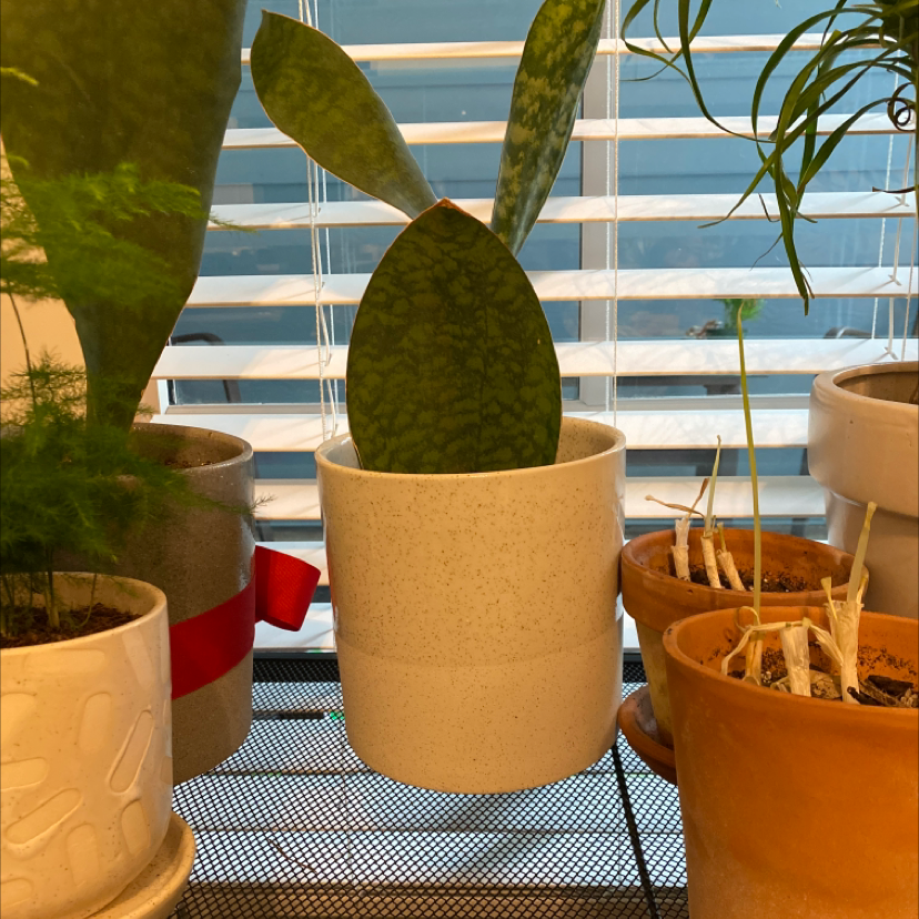 Whale Fin Snake Plant in a white pot with other plants and a window with blinds in the background.