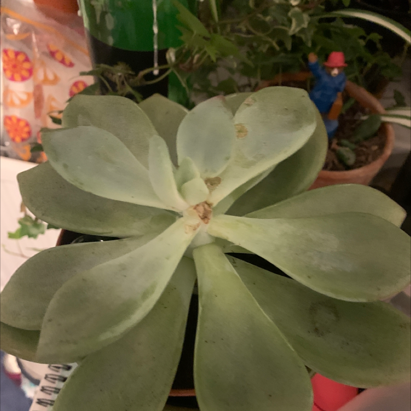 Mexican Snowball plant photo by @pidgeons named Sproutacus on Greg, the plant care app.