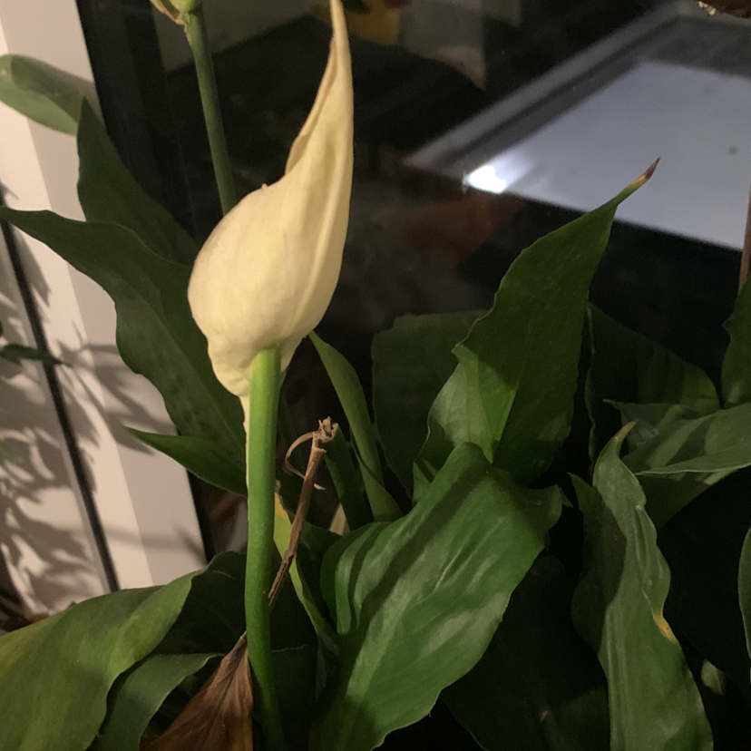 Peace Lily plant photo by @pidgeons named Bella on Greg, the plant care app.