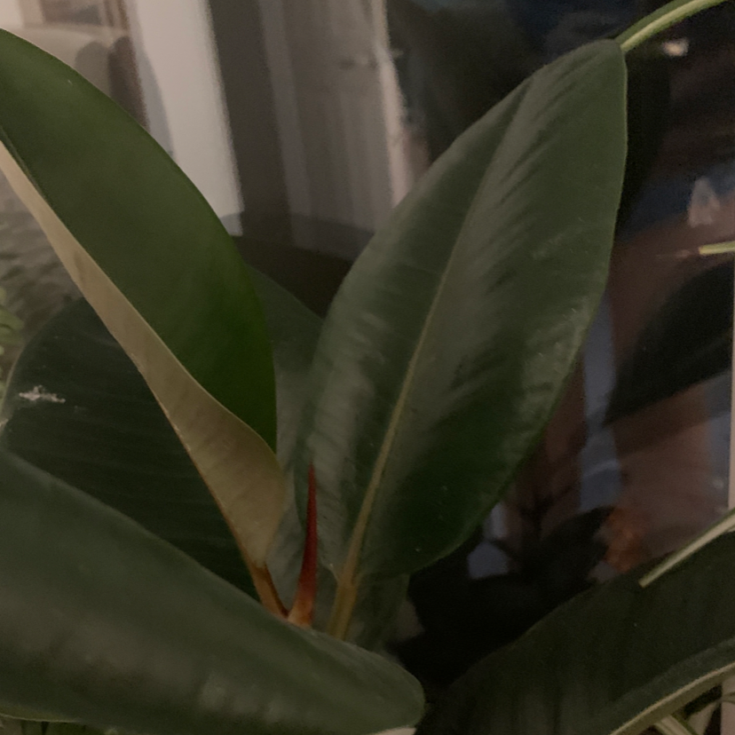 Rubber Plant plant photo by @pidgeons named Orlando Bloom on Greg, the plant care app.