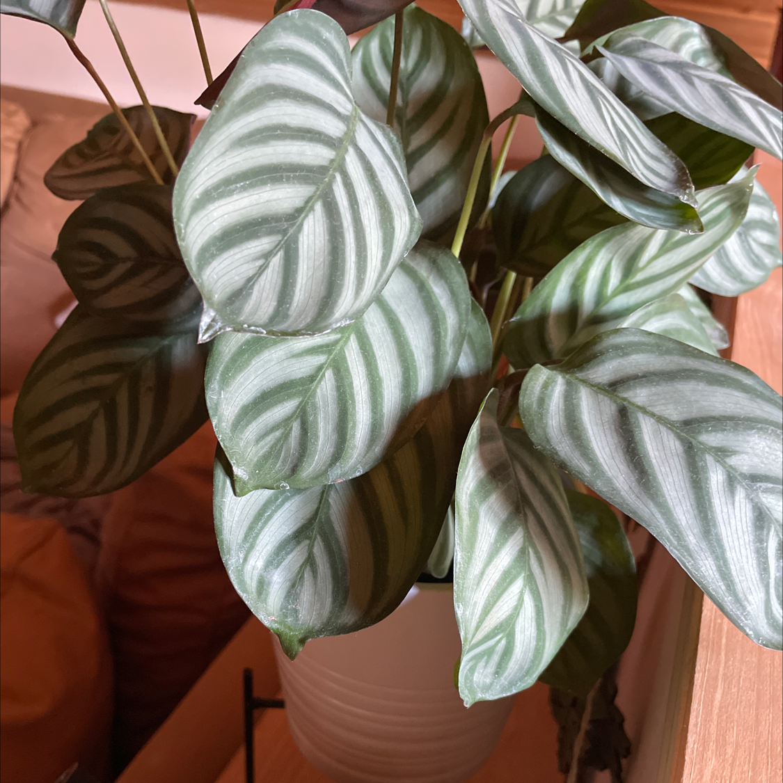 Healthy Never Never Ctenanthe plant with striped leaves in a white pot.