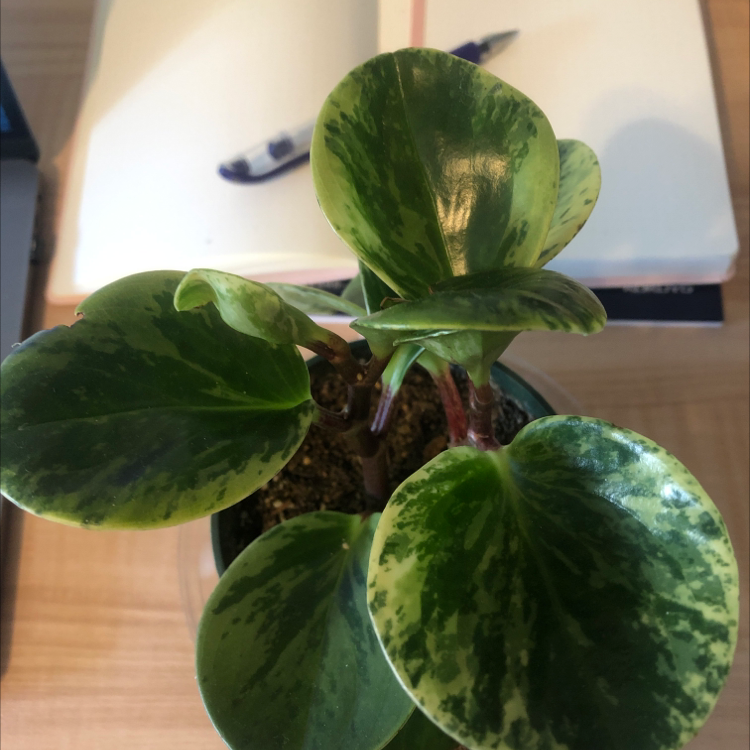 Baby Rubber Plant plant photo by @poolside named Kate on Greg, the plant care app.