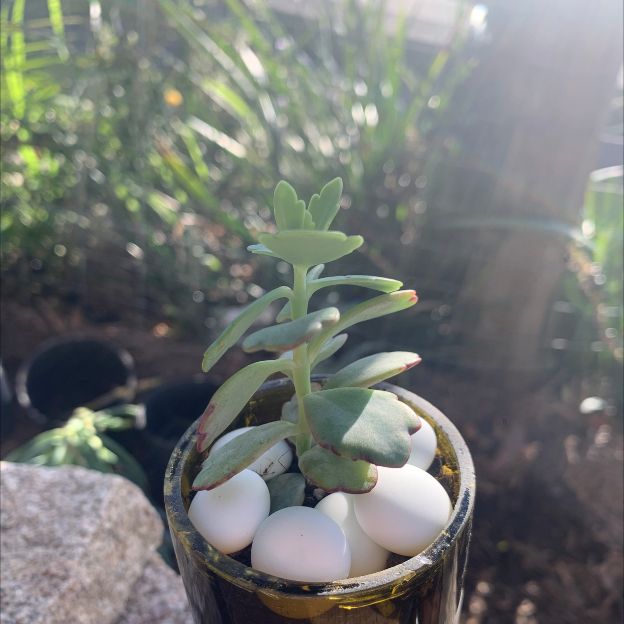 Healthy Pig's Ear (Cotyledon orbiculata) succulent in a pot with white pebbles.