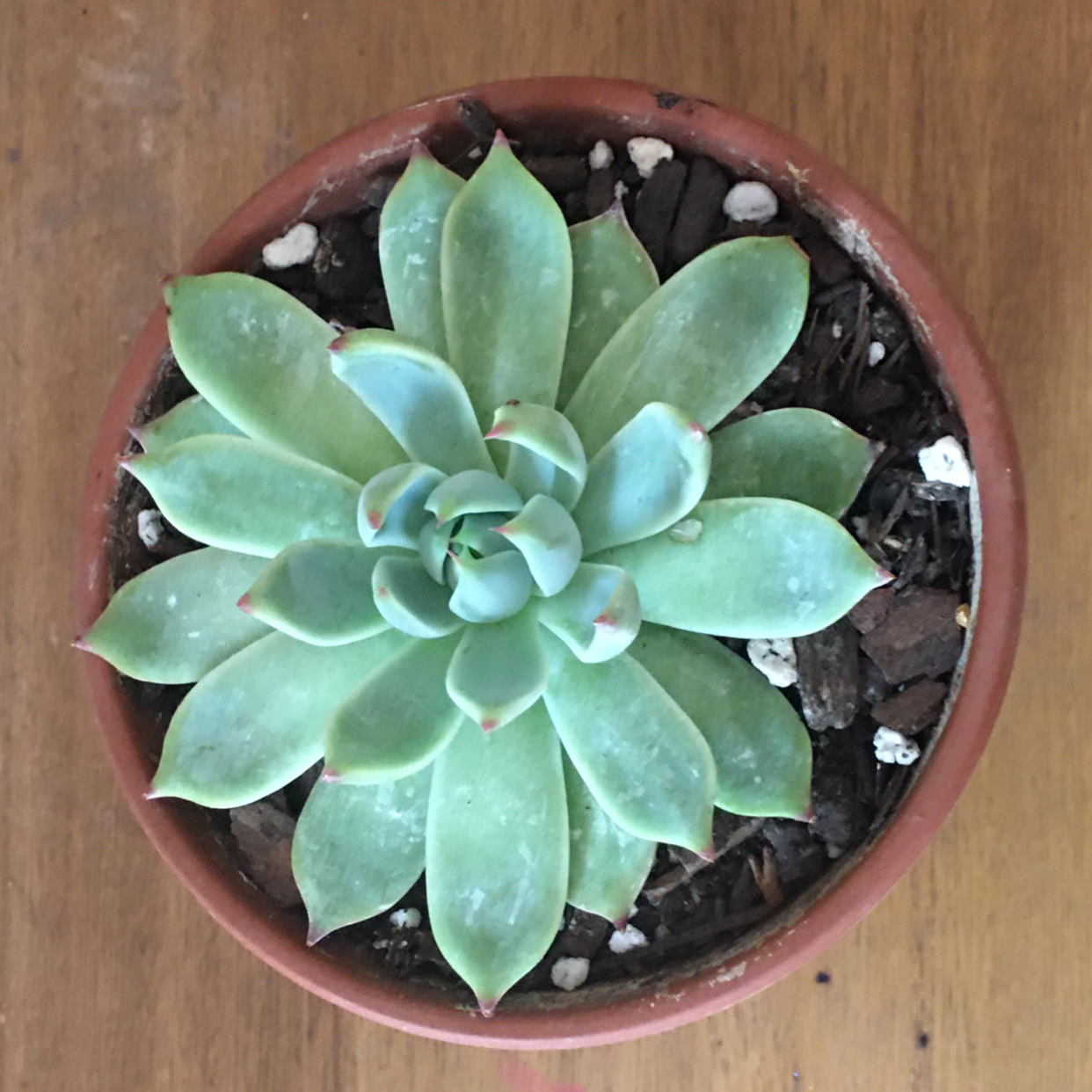 Lipstick Echeveria plant photo by @PlantUser670 named Steve on Greg, the plant care app.