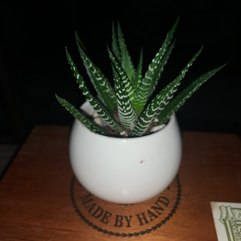 Zebra Plant plant photo by @plzdontdieee named Andromeda on Greg, the plant care app.