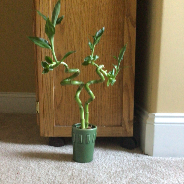 Lucky Bamboo plant photo by @Ratshell named Giovanna on Greg, the plant care app.