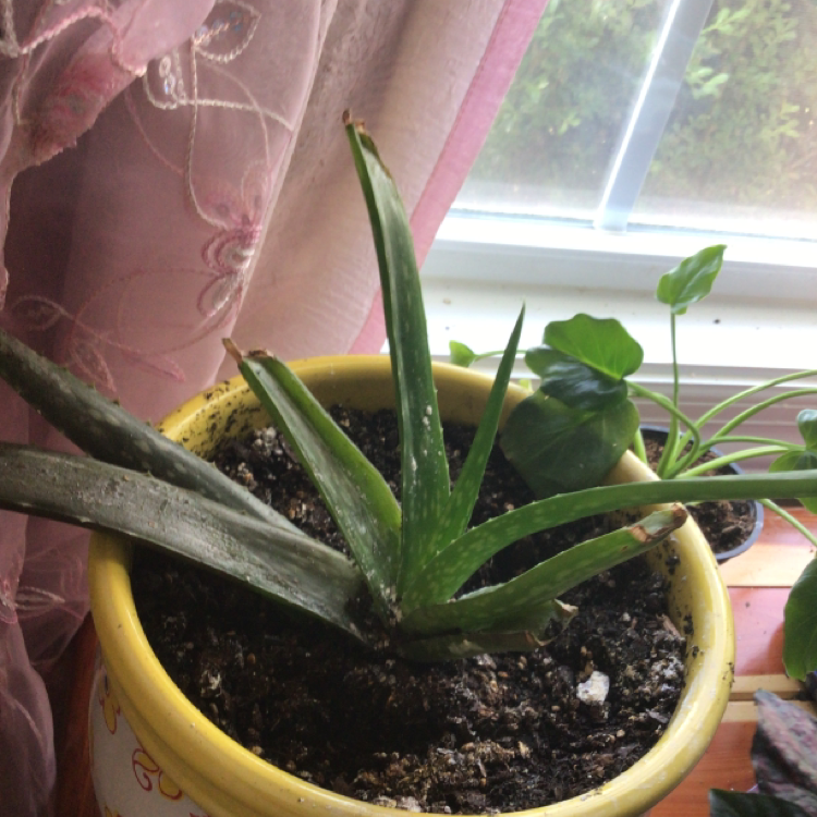 Aloe vera plant photo by @Ratshell named Darwin on Greg, the plant care app.