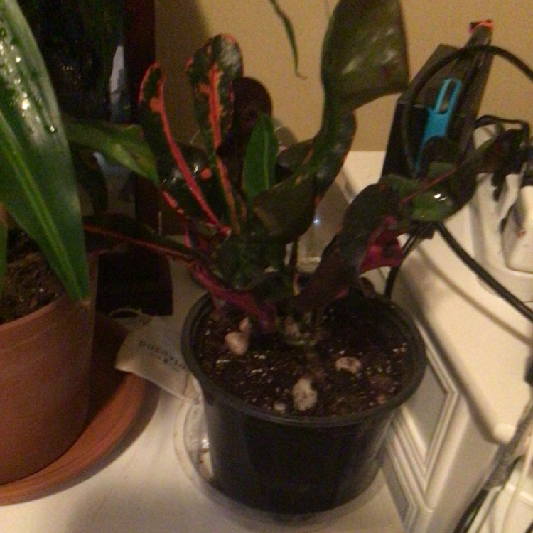 California Croton plant photo by @Ratshell named Mr. Noletto on Greg, the plant care app.