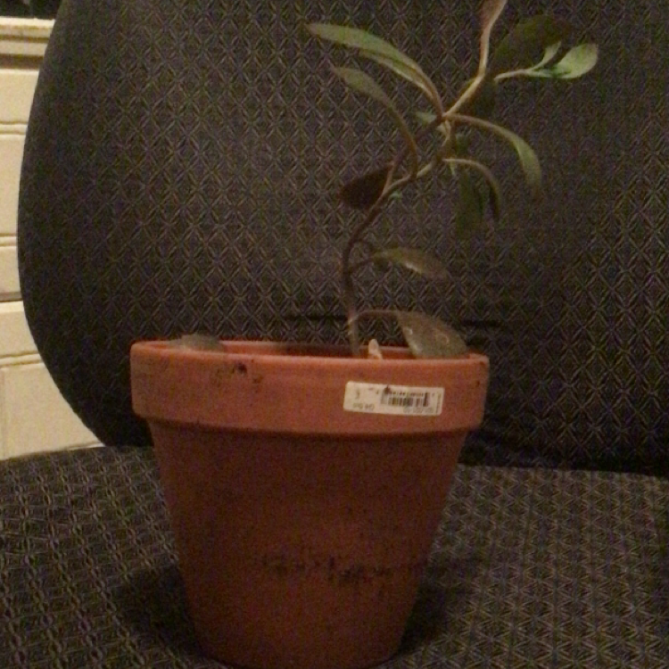 Photo of the plant species Cathedral Bells by @Ratshell named Maddie on Greg, the plant care app