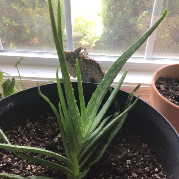Aloe vera plant photo by @Ratshell named Michael on Greg, the plant care app.