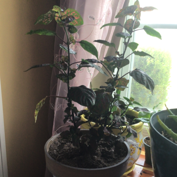 Polka Dot Plant plant photo by @Ratshell named Sonora on Greg, the plant care app.