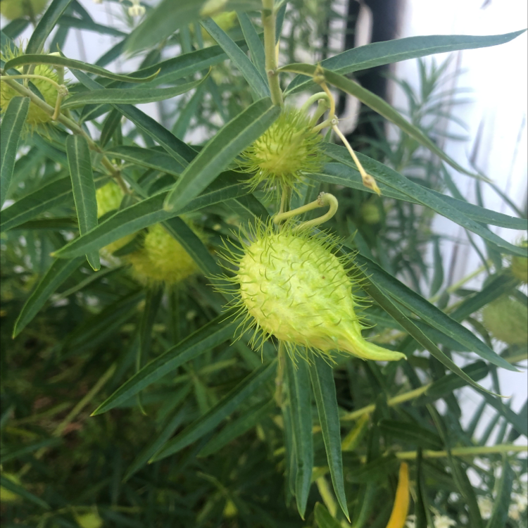 Photo of the plant species Shrubby Milkweed by Bailee named Your plant on Greg, the plant care app
