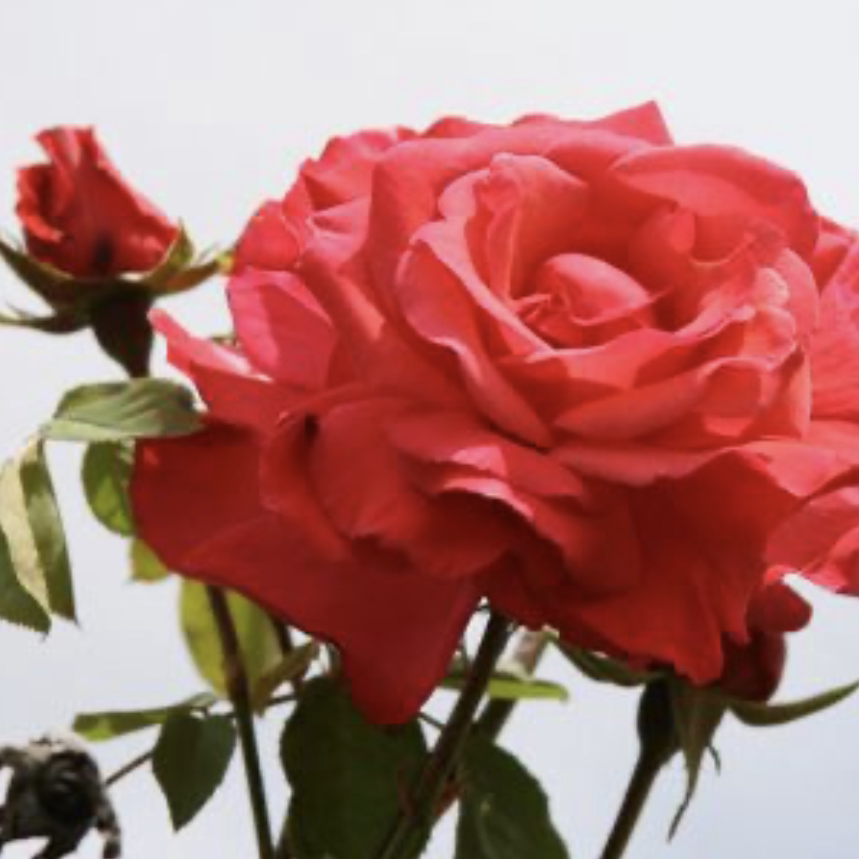 Beach Rose with vibrant red flowers and green leaves, appearing healthy.