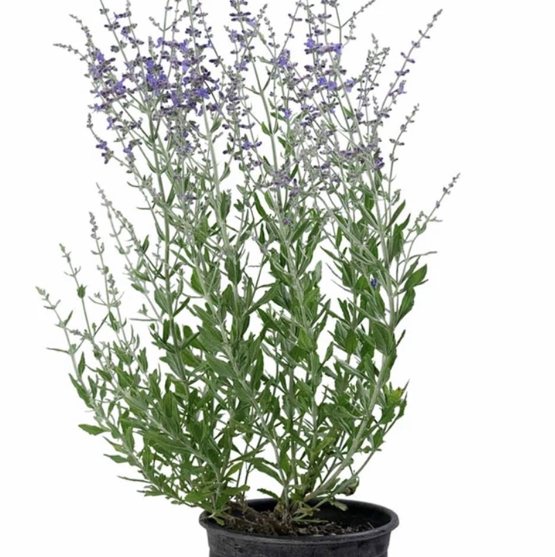 Photo of the plant species Perovskia atriplicifolia by Jodi named Russian sage on Greg, the plant care app