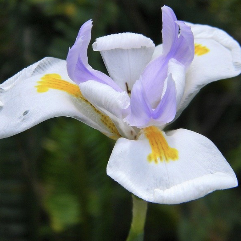 White African Iris uploaded to the Greg plant app by @userdb010c58