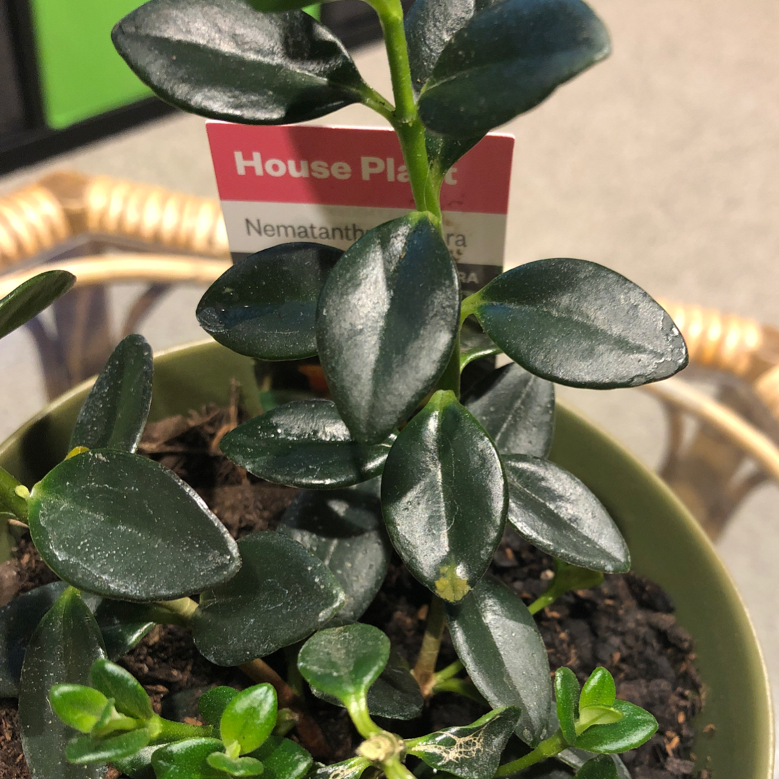 Goldfish Plant plant photo by @amyk1465 named Sin on Greg, the plant care app.