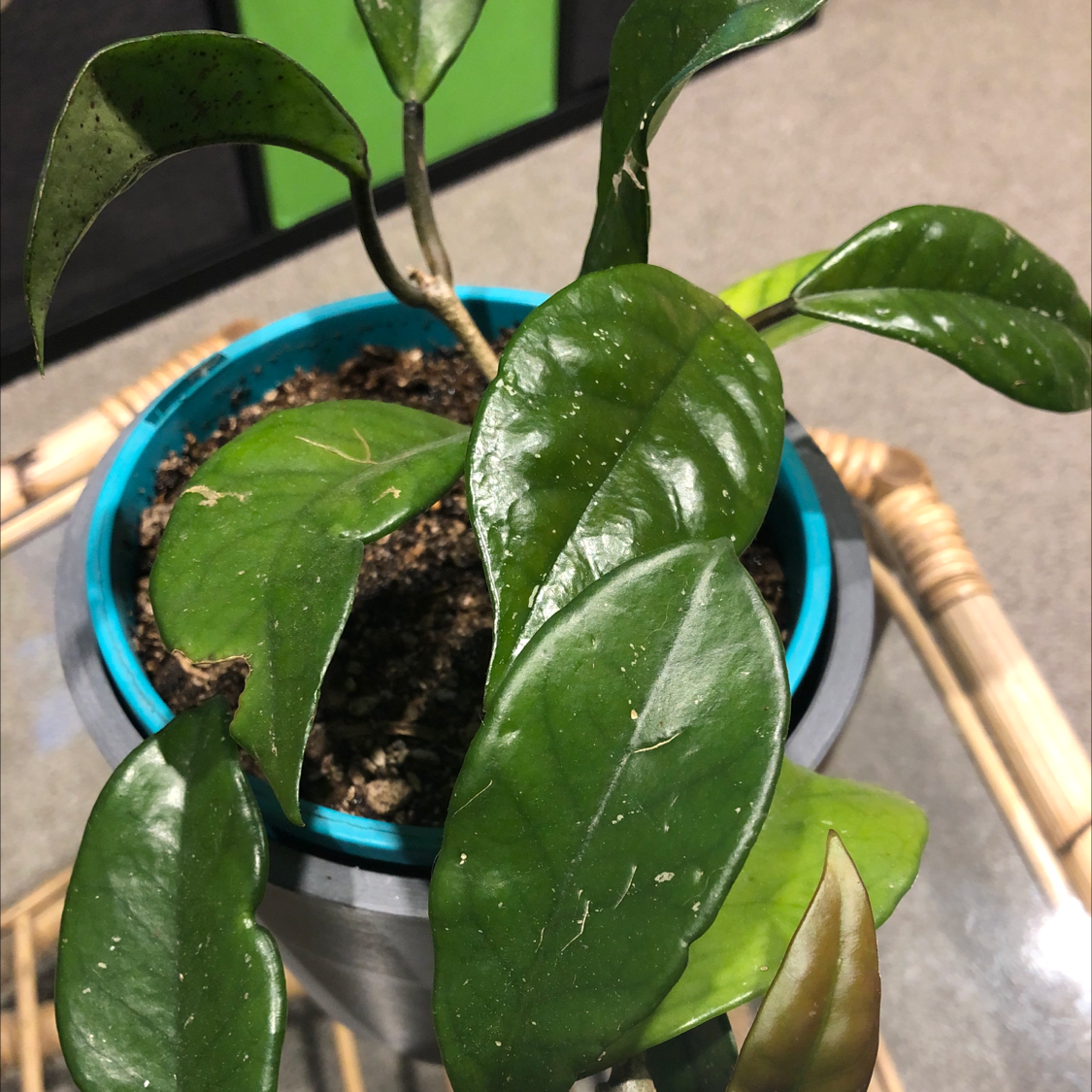 Waxplant plant photo by @amyk1465 named Tegan on Greg, the plant care app.