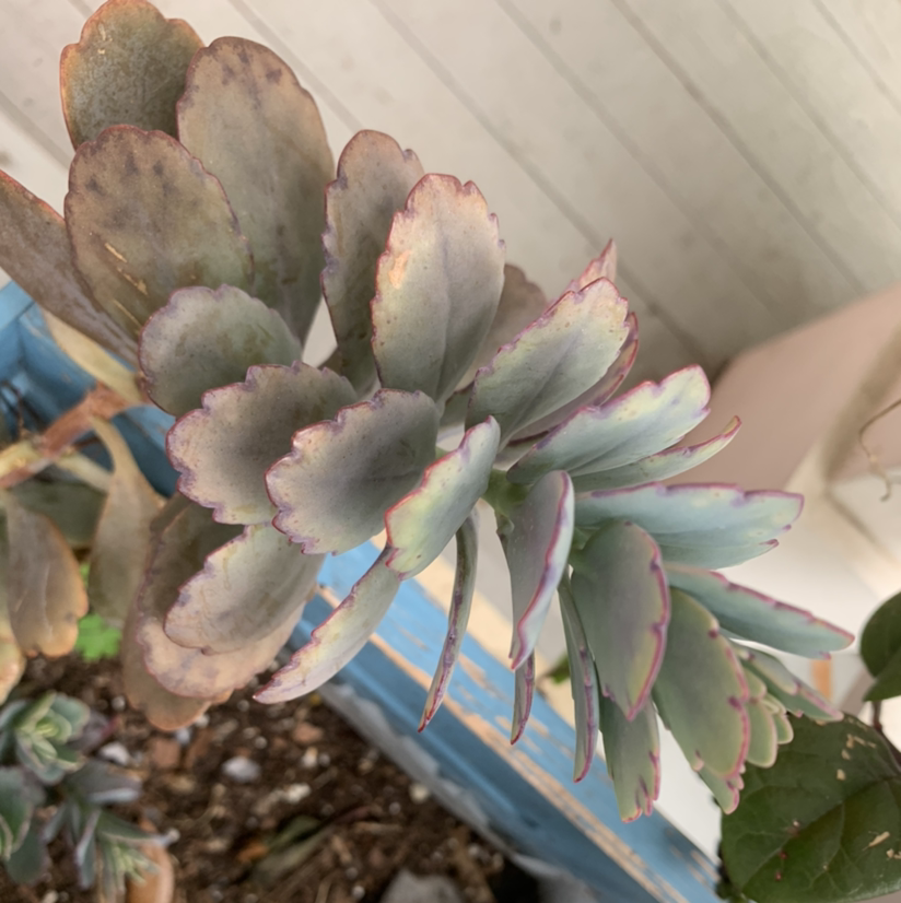 Lavender Scallops plant photo by @PlantLife named Elizabeth on Greg, the plant care app.