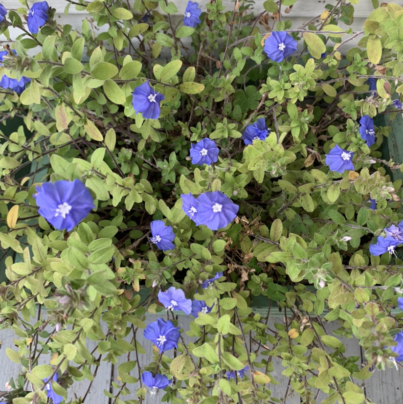 Beach Bum Blue plant photo by @PlantLife named Bella on Greg, the plant care app.