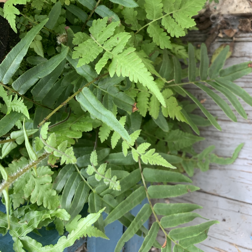 Christmas Fern plant photo by @PlantLife named Kira on Greg, the plant care app.
