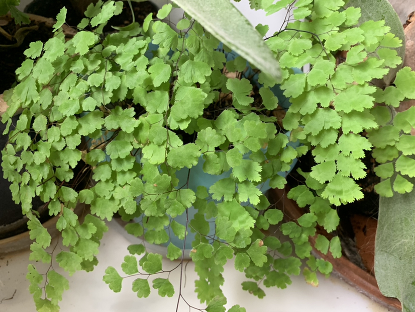 Photo of the plant species Maidenhair Fern by @PlantLife named Dax on Greg, the plant care app