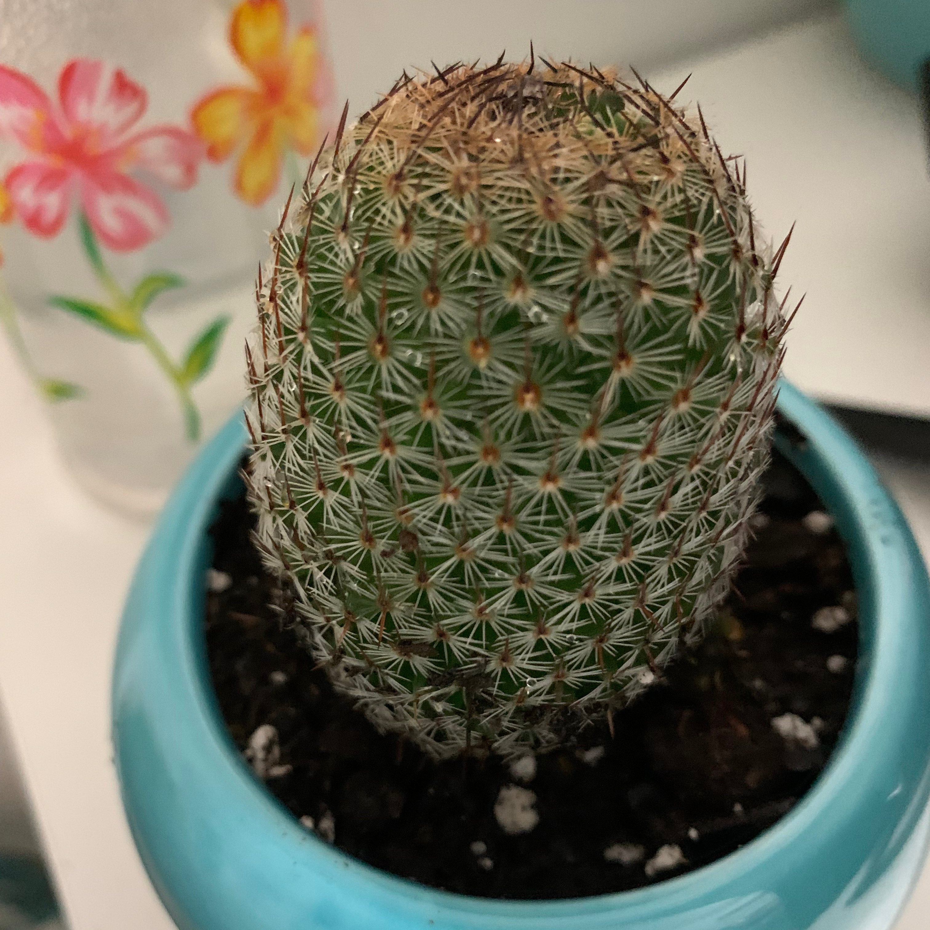 Mammillaria Haageana cactus in a blue pot with visible soil, appears healthy.