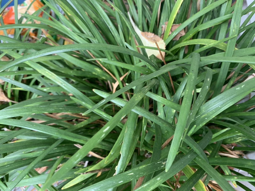 Big Blue Lilyturf plant photo by @PlantLife named Thing 2 on Greg, the plant care app.