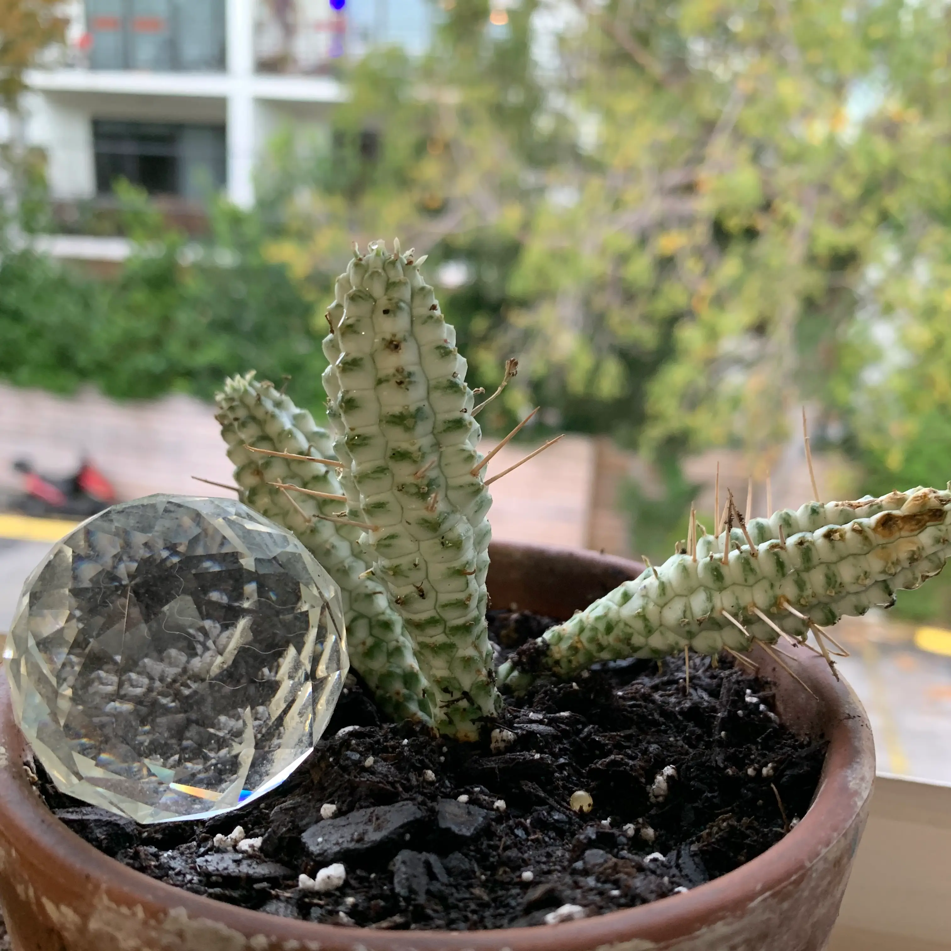 Variegated Corncob Cactus in a pot with visible soil and a decorative object.