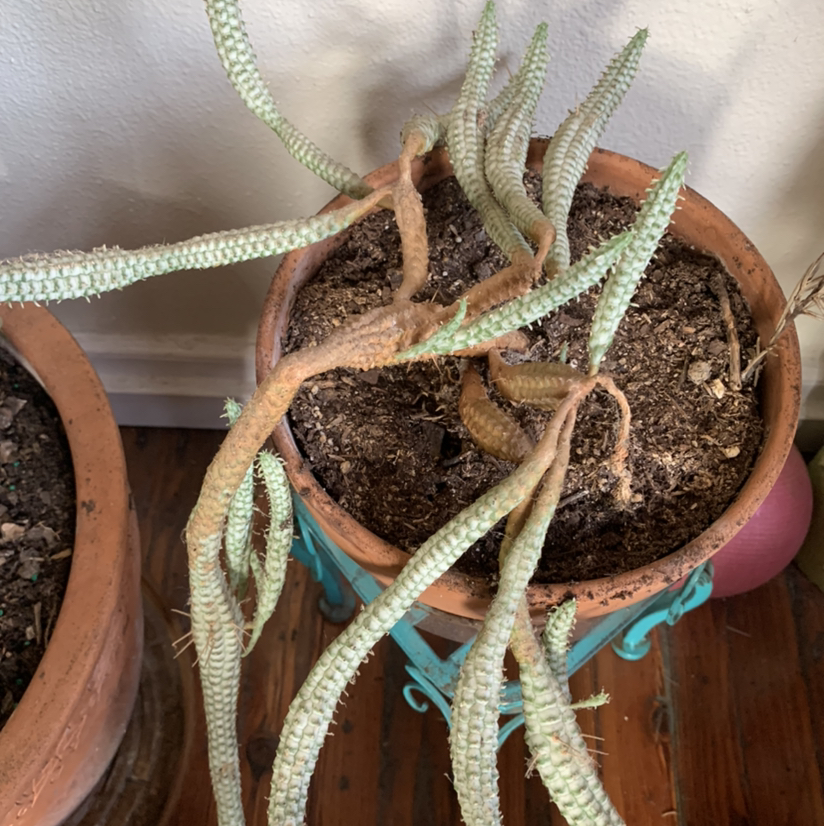 Variegated Corncob Cactus plant photo by @PlantLife named Oberyn on Greg, the plant care app.
