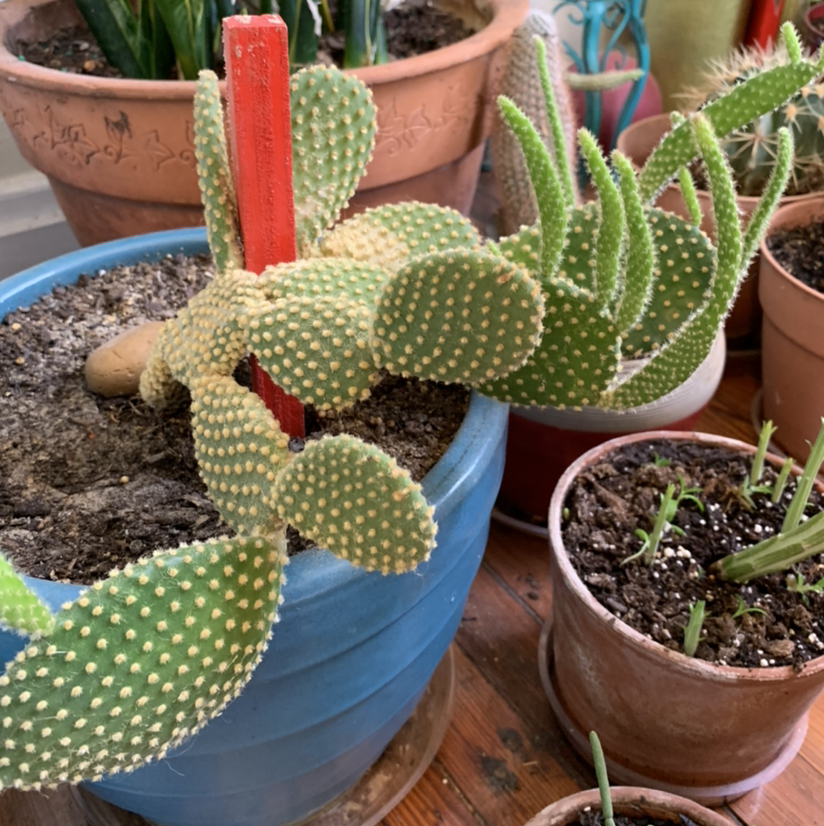 Bunny Ears Cactus plant photo by @PlantLife named Bad Bunny on Greg, the plant care app.