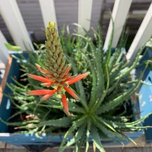 Krantz Aloe plant photo by @PlantLife named Mr. Darcy on Greg, the plant care app.