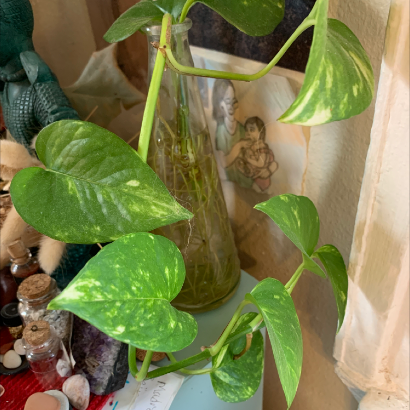 Jade Pothos plant photo by @PlantLife named Artemis on Greg, the plant care app.
