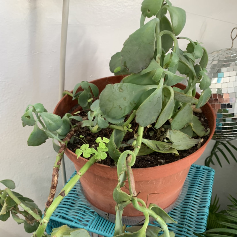 Potted Lavender Scallops plant with some drooping and browning leaves.