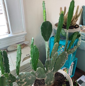 Cochineal Cactus plant photo by @PlantLife named Ernie on Greg, the plant care app.