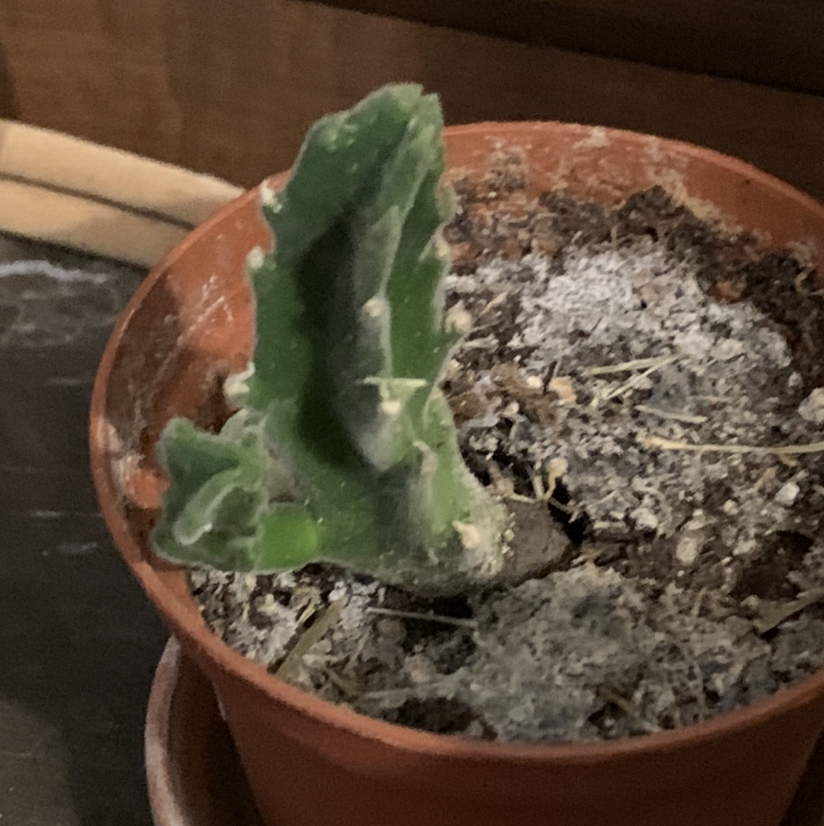 Carrion Plant plant photo by @PlantLife named Stinky on Greg, the plant care app.