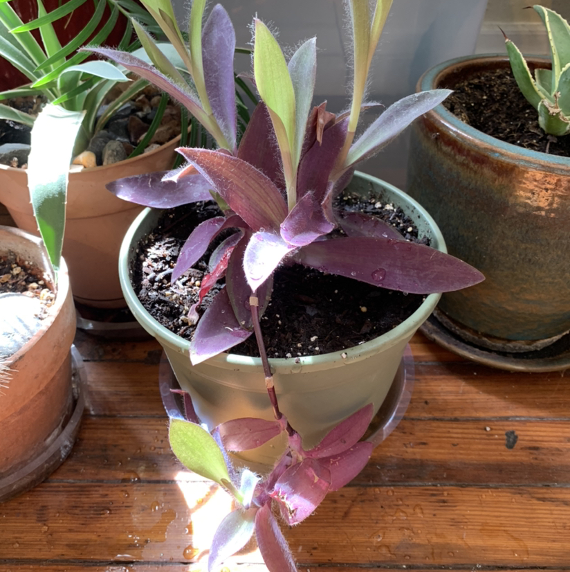 Purple Heart plant photo by @PlantLife named Magenta on Greg, the plant care app.