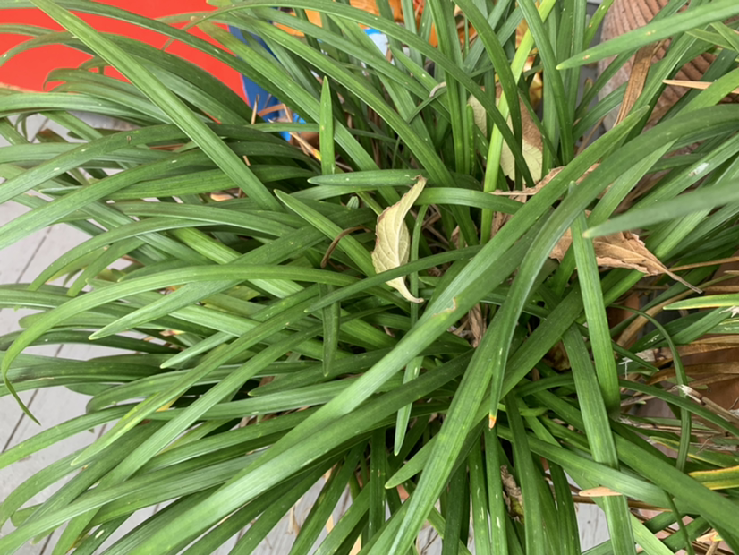 Big Blue Lilyturf plant photo by @PlantLife named Thing 1 on Greg, the plant care app.